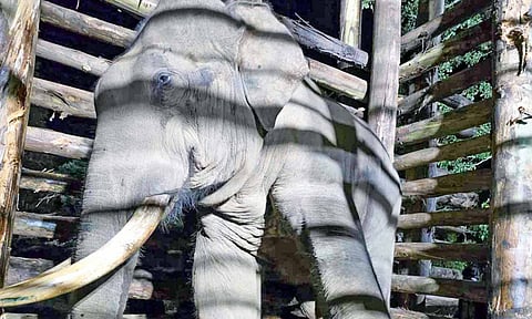 An elephant being caged for translocation (file photo)