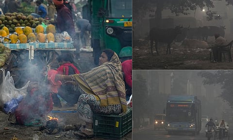 Cattle stand amid garbage during a cold and smoggy winter morning, in New Delhi, Sunday, Dec. 14, 2025. (PTI) 