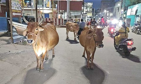 Stray cattle are found on several arterial roads leading to traffic chaos and accidents