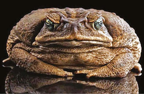 Representative image