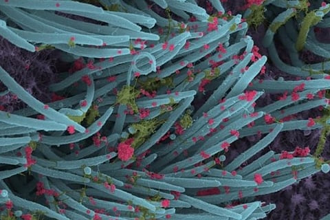 Representative Image (Image Credit: ANI)