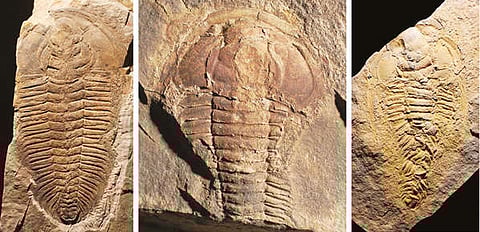 Trilobite fossils show cannibalism more ancient than known