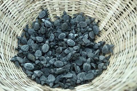 Olive Ridley turtles