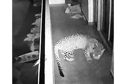 Leopard captured on CCTV