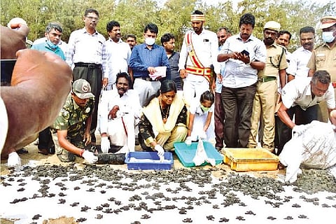 Collector R Lalitha, Sirkazhi MLA M Panneer Selvam releasing Olive Ridley into sea