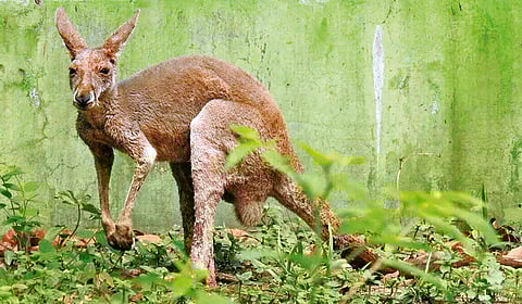The mystery of kangaroos turning up in India