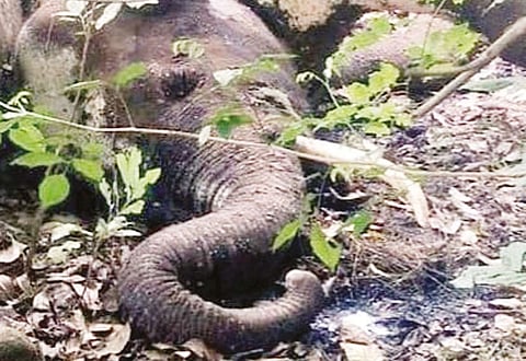 The carcass of the wild elephant