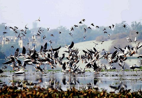 Tirupur tank is TN’s 17th bird sanctuary