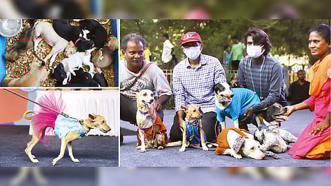 Blue Cross of India organised the Great Indian Dog Show at Phoenix Marketcity, Velachery, on Sunday to support the adoption of homeless pets, celebrate indigenous dog breeds and acknowledge those who have adopted Indian breeds over pedigrees.