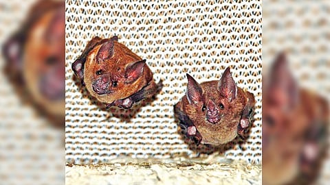 How a small bat turned into David, against Goliaths in wild