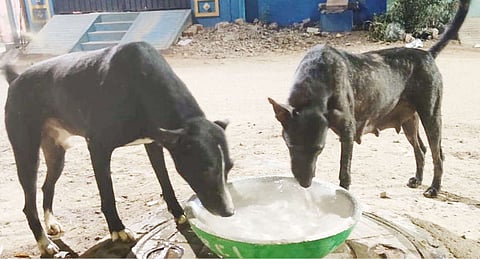 Placing water for stray animals welcome, but pls take care of hygiene part, urge activists