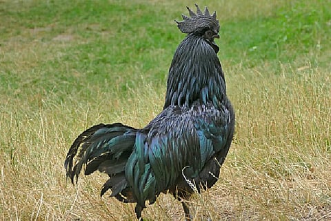 Representative image