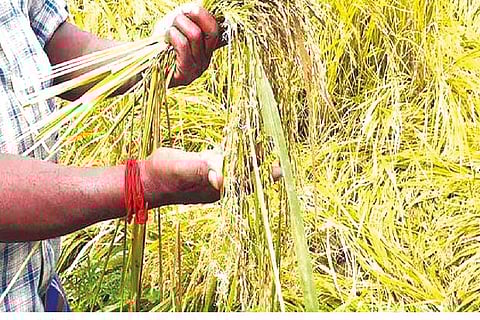 Rs 285 cr paid to over 10 L farmers for crop damage