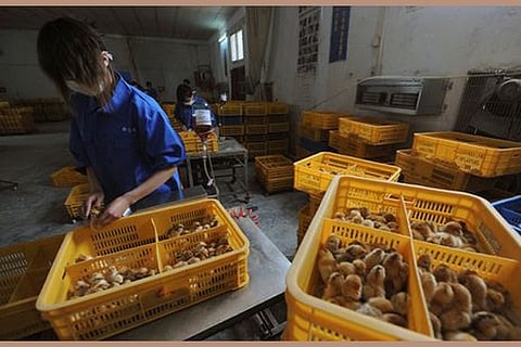 Workers vaccinate chicks with the H9 bird flu vaccine at a farm in Changfeng county, Anhui province