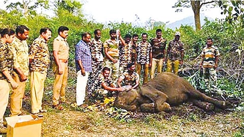 The sick calf elephant being treated at STR.