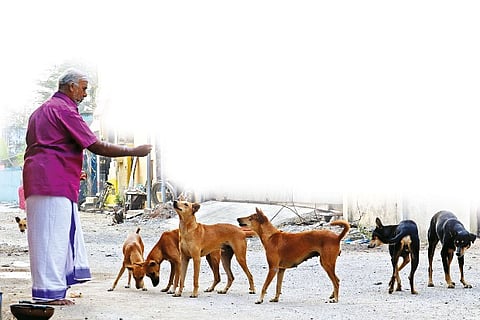 Senior citizens often feed stray dogs in their neighbourhood