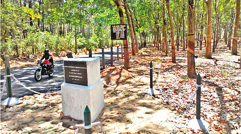 A view of the rubber plantation site at Chittar.