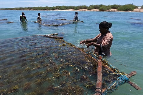 A woman works on seaweed after harvesting from the waters off the coast of Rameswaram