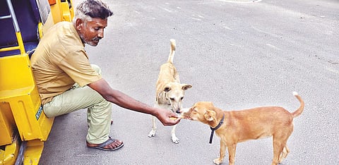 Stray dogs are often given biscuits