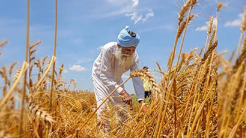 A farmer harvests wheat crop at a field in Amritsar