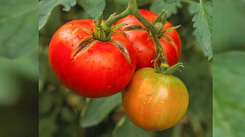 Representative image