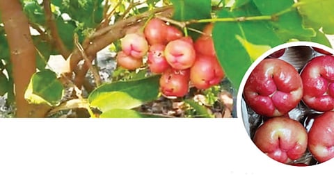 A bunch of Water Apples on tree, (right) some of the handpicked fruits in Virudhunagar