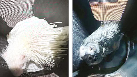 Animals smuggled from Thailand