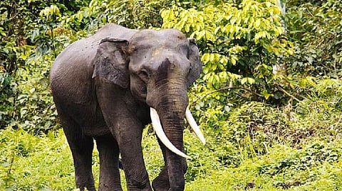 Wild jumbo tramples tribal woman