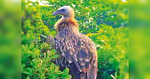 The Himalayan Vulture