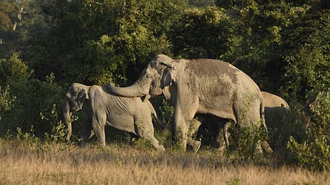 Representative image