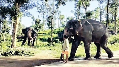 4 kumkis deployed to tackle wild jumbos in Gudalur