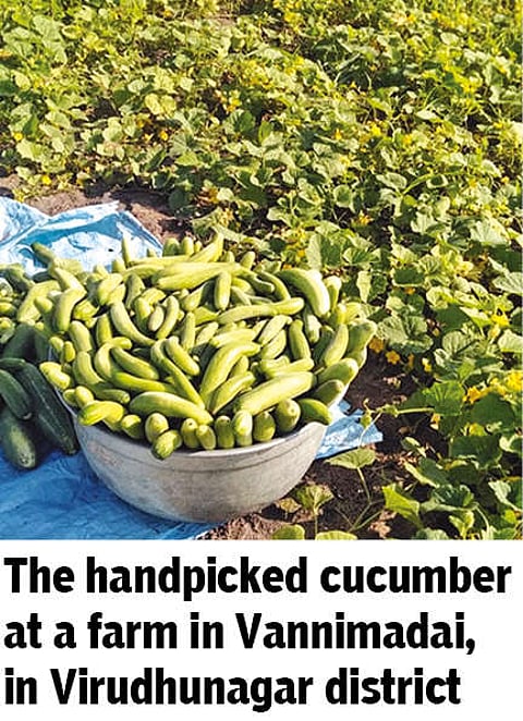 The handpicked cucumber at a farm in Vannimadai, in Virudhunagar district