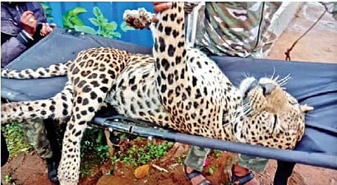 The male leopard is aged around four years.