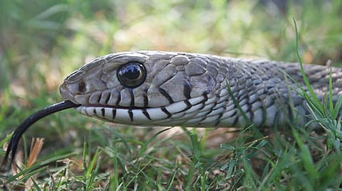 Representative image