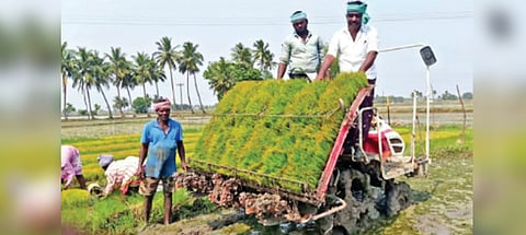 Farmers involved in preliminary works for kuruvai crop in Tiruvaiyaru on Wednesday