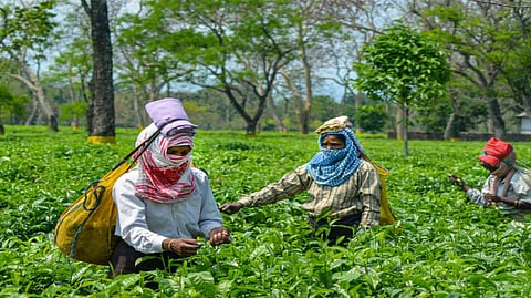 India has a chance of achieving $1 bn shipment target: Tea exporters