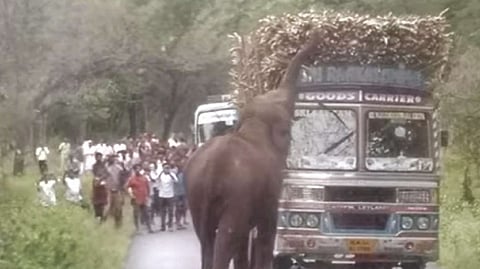 An elephant feats on sugarcane from a lorry on Dindigul-Mysuru National Highways