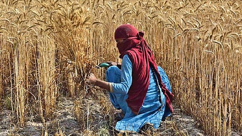 Worldwide shortages demand global solutions