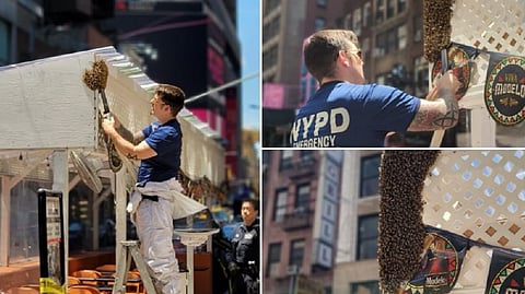 NYPD officers removing the colony of bees from a restaurant in NY