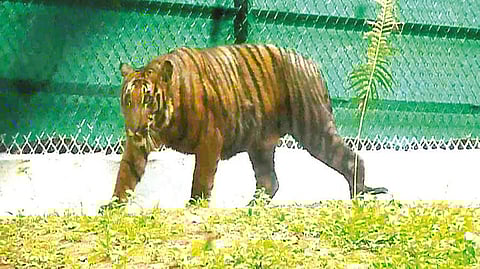 The tiger cub released into the open enclosure in Anamalai Tiger Reserve on Sunday