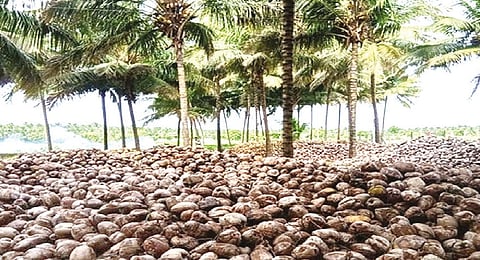 Unexported coconuts at a farm in Pollachi