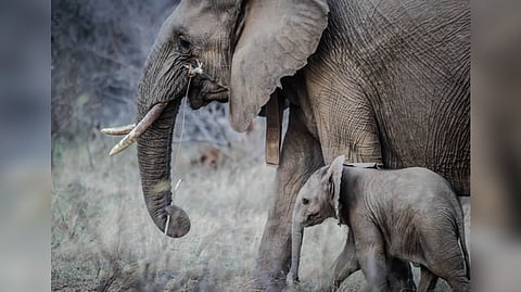 Representative image