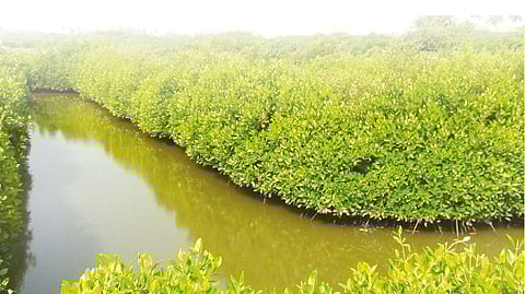 Authorities yet to wake up to importance of mangroves