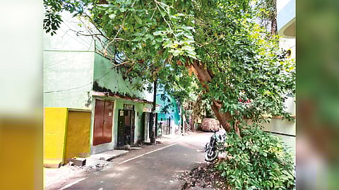 Branches of a tree extending towards a house at Thiruvalluvarpet Street in Mandaveli