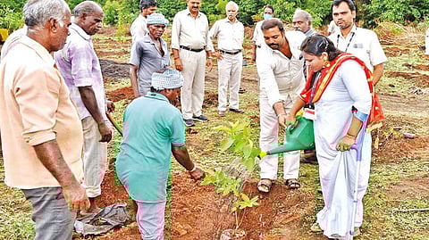 Massive green drive at BHEL Tiruchy under way