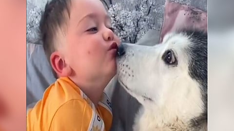 Husky snuggles with toddler