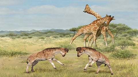 Giraffes may be long-necked for fights, not just food