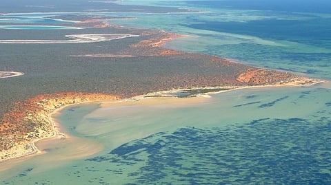 World’s largest plant, a self-cloning sea grass in Australia