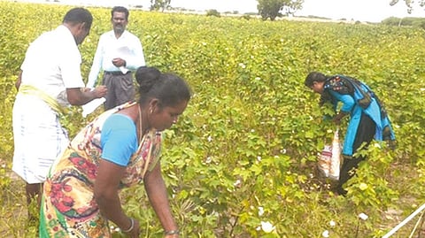 Workers picking cotton at a field in Seyyalur village of Bogalur block of Ramanathapuram district.