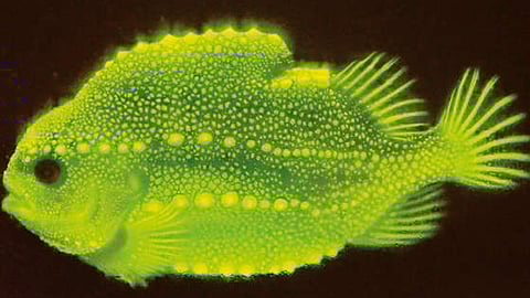 Lumpfish